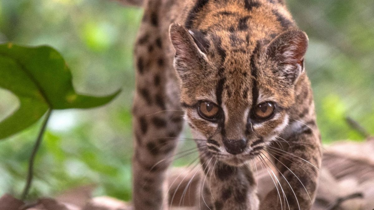 Inédito hallazgo en Bolivia: Descubren al Tilcayo, un felino único en un siglo