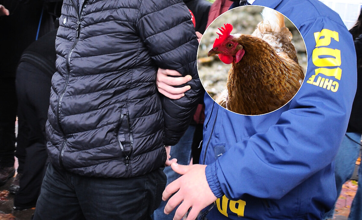Trágico desenlace en La Serena: intentó robar una gallina y murió de un escopetazo